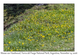 Mouse-ear Hawkweed