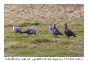 Upland Geese