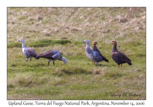 Upland Geese