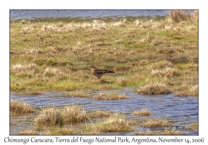 Chimango Caracara