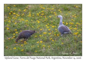 Upland Geese