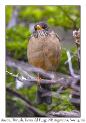 Austral Thrush