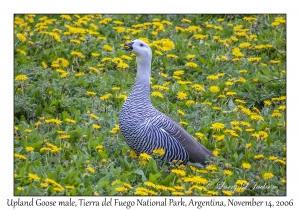 Upland Goose male