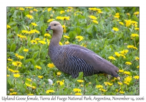 Upland Goose female