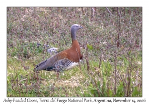 Ashy-headed Goose