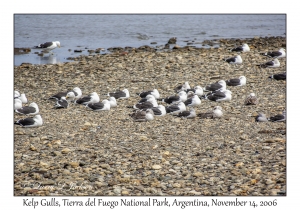 Kelp Gulls