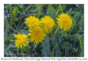 Mouse-ear Hawkweed