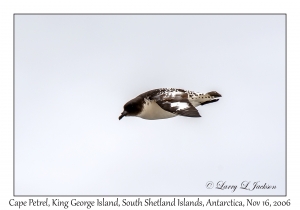 Cape Petrel