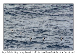 Cape Petrels