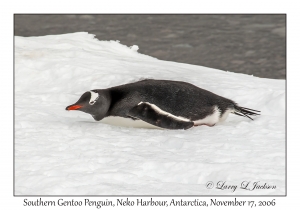 Southern Gentoo Penguin