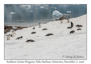 Southern Gentoo Penguins