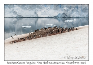 Southern Gentoo Penguins