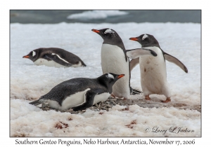 Southern Gentoo Penguins
