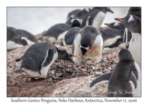 Southern Gentoo Penguins