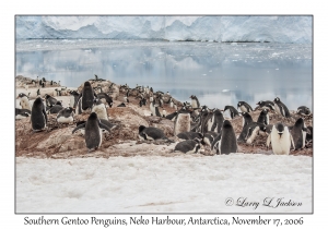 Southern Gentoo Penguins