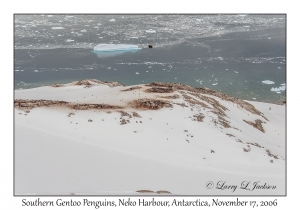 Southern Gentoo Penguins