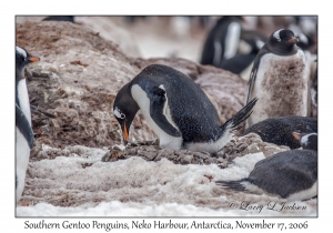 Southern Gentoo Penguin