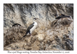 Blue-eyed Shags nesting