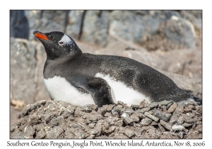 Southern Gentoo Penquin