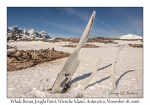 Whale Bones