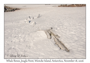 Whale Bones