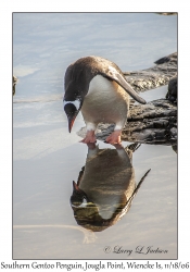 Southern Gentoo Penquin