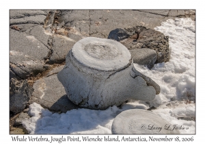 Whale Vertebra