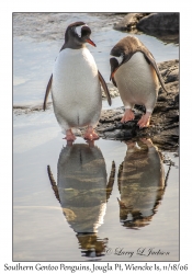 Southern Gentoo Penquins