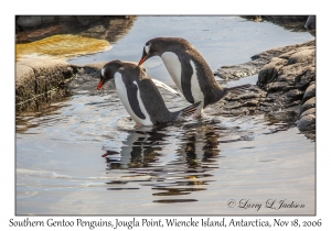 Southern Gentoo Penquins