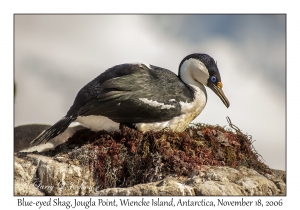 Blue-eyed Shag