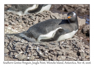 Southern Gentoo Penquin