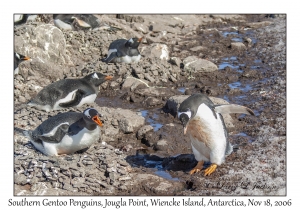 Southern Gentoo Penquins