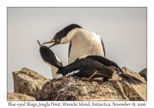 Blue-eyed Shags nesting