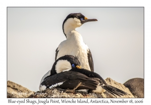 Blue-eyed Shags nesting