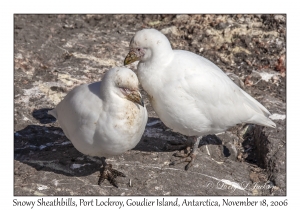 Snowy Sheathbills