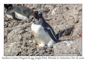 Southern Gentoo Penquin & egg