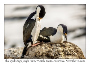 Blue-eyed Shags nesting