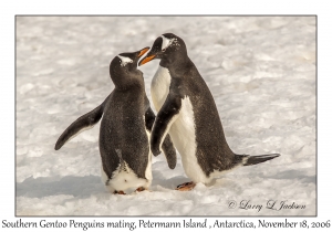 Southern Gentoo Penquins mating