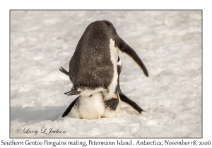 Southern Gentoo Penquins mating