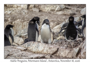 Adelie Penguins