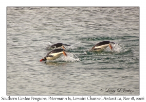 Southern Gentoo Penguins