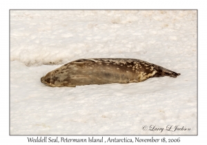 Weddell Seal