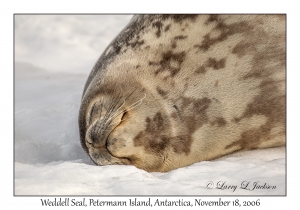 Weddell Seal