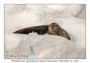 Weddell Seal