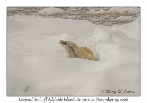 Leopard Seal