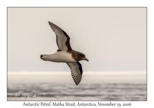 Antarctic Petrel