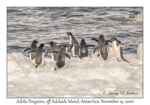 Adelie Penguins