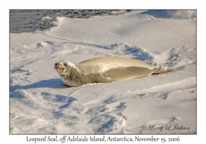 Leopard Seal