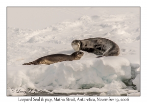Leopard Seal & pup