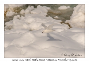 Lesser Snow Petrel